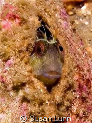 Crested Blenny with one eye on the bubble monster in fron... by Susan Lunn 